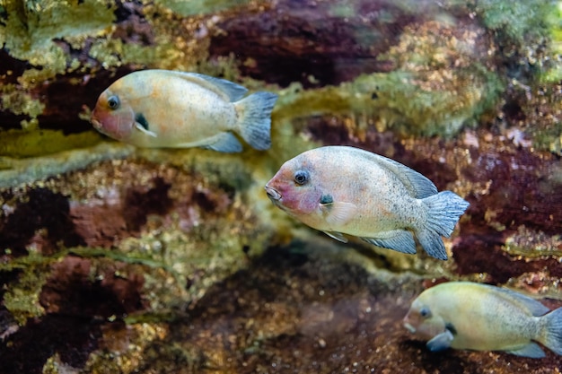 Trois poissons tropicaux nageant ensemble dans la même direction sur un fond de corail flou