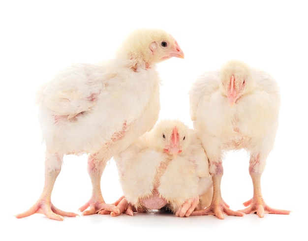 Trois poulets ou jeunes poulets à griller