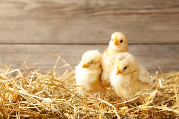 Trois poussins dans une paille sur fond gris