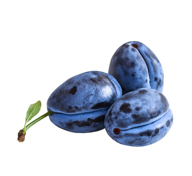 Trois prunes bleu foncé isolés sur fond blanc