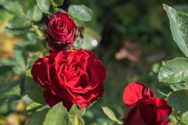 Trois roses rouges lumineuses deux bourgeons et une fleur dans le jardin sur un fond de verdure