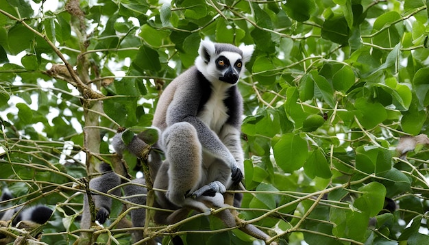 Photo trois singes sont assis dans un arbre avec le mot lémuriens sur eux