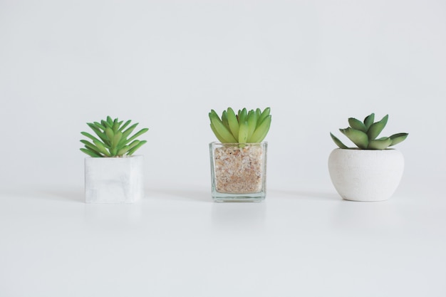 Trois succulentes avec différents pots isolés sur fond blanc