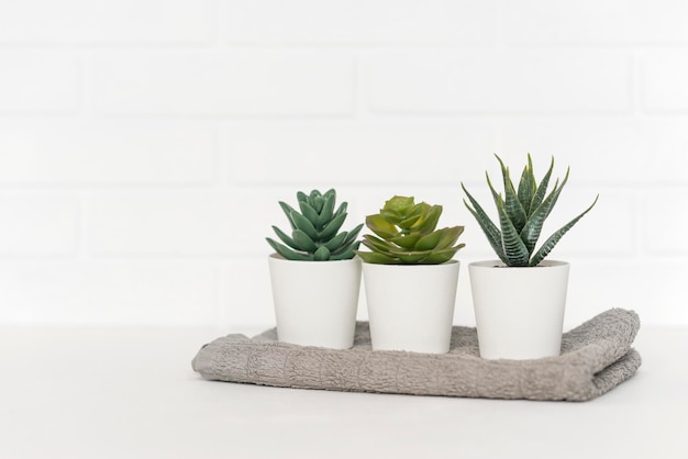 Trois succulentes en pot debout sur la table sur un fond blanc