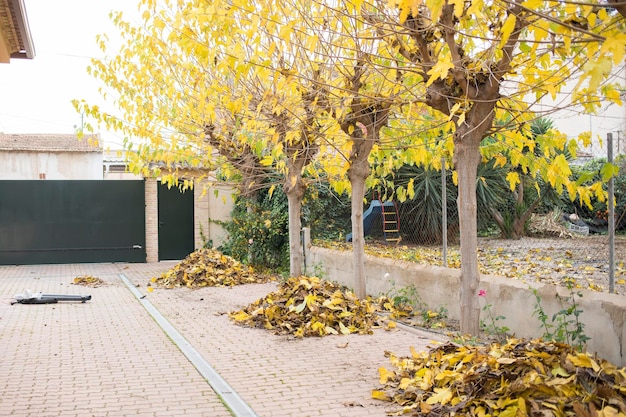 Trois tas de feuilles jaunes sèches dans la cour d'une maison