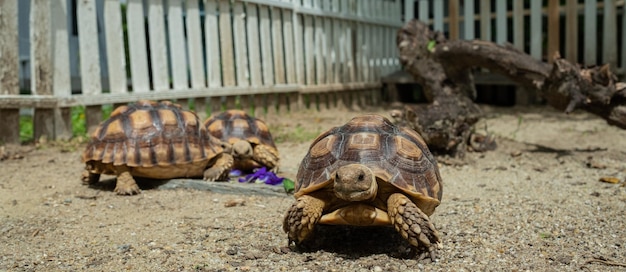 Trois tortues Sucata au sol