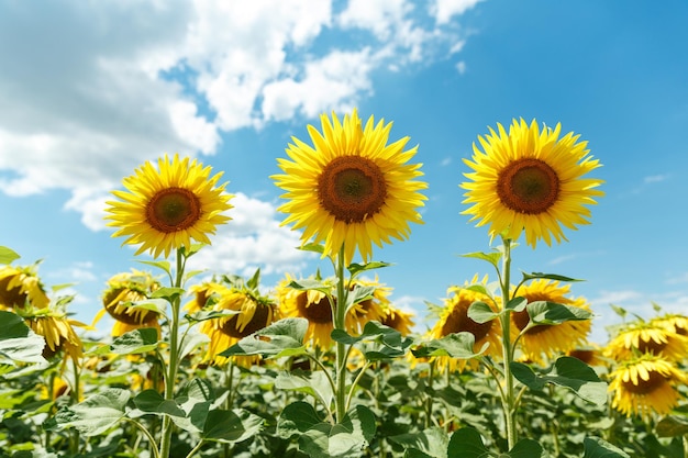 Trois tournesols en fleurs