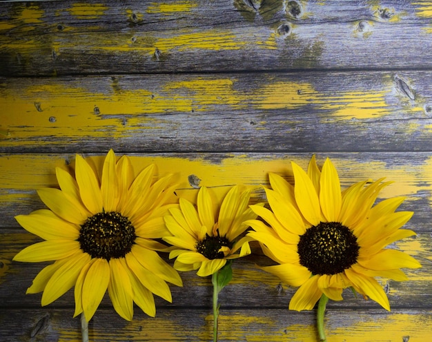 Trois tournesols jaunes s'appuyant sur du bois rustique