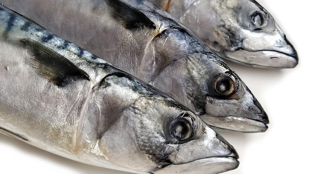 Trois truites sur fond blanc Poisson cru frais isoler Visages et yeux de poisson