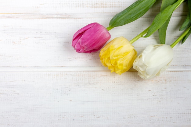 Trois tulipes naturelles sur fond blanc.