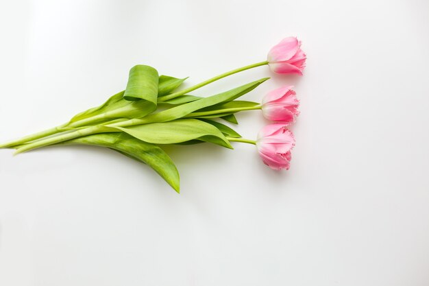 trois tulipes roses sur fond blanc