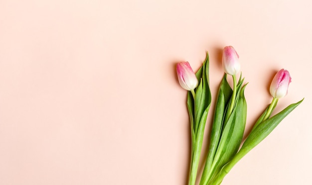 Trois tulipes roses fraîches sur fond rose pastel avec espace de copie pour le texte Carte de vœux