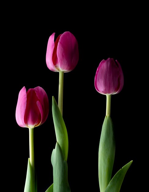 Trois tulipes roses isolés sur fond noir