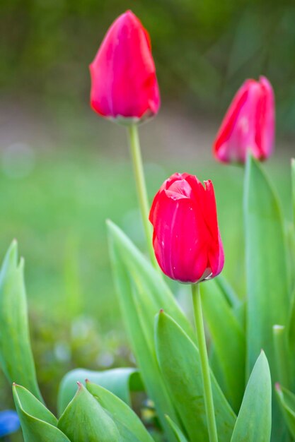 Trois tulipes rouges avec un fond flou