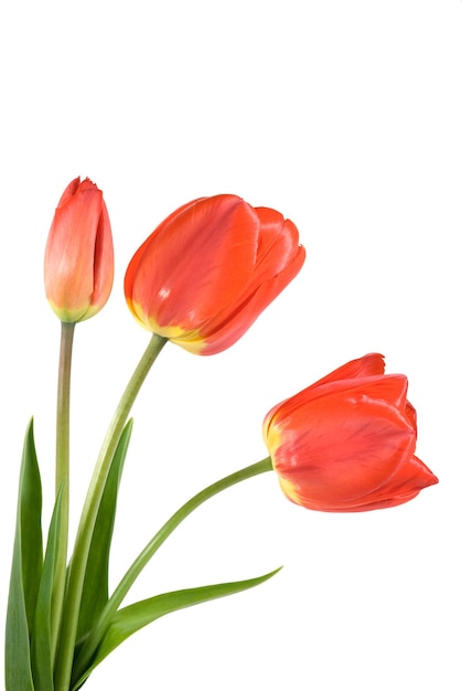 Trois tulipes rouges isolées sur le fond blanc