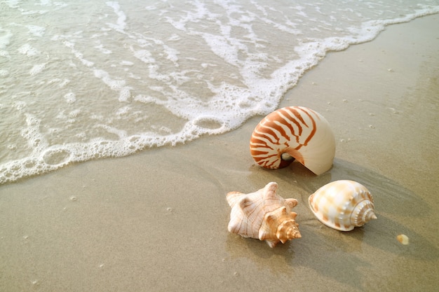 Trois types de coquillages naturels sur la plage avec le swash, Thaïlande