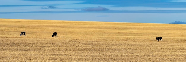 Trois vaches au pâturage dans le format photo de champ d'automne x