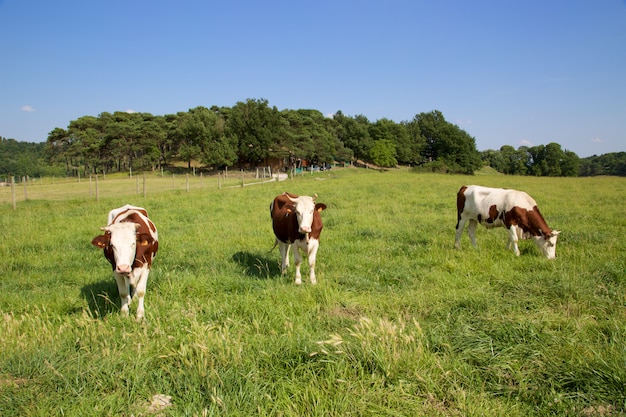 Trois vaches broutant dans les champs