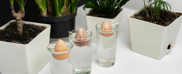 Trois verres d'eau et les graines d'avocat, cultivant l'avocatier tropical dans le jardin de la maison, commencent la nouvelle vie