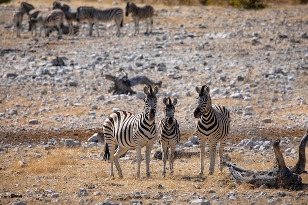 Trois zèbres dans le parc national en safari