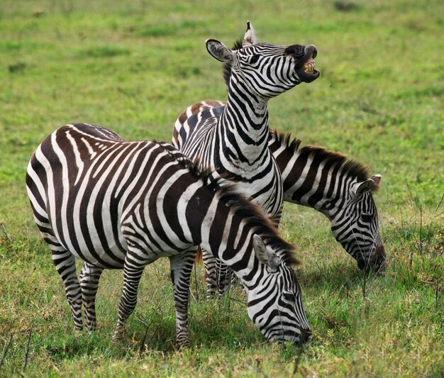 Trois zèbres sont debout ensemble. Kenya. Tanzanie. Parc national. Serengeti. Maasai Mara.