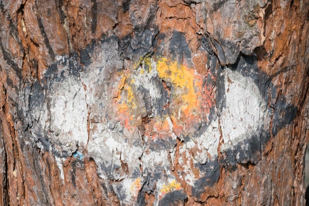 Le troisième œil est peint sur un arbre