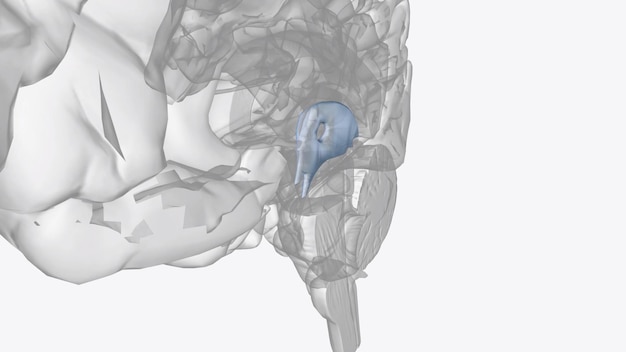 Le troisième ventricule est une région étroite, latéralement aplatie et vaguement rectangulaire.