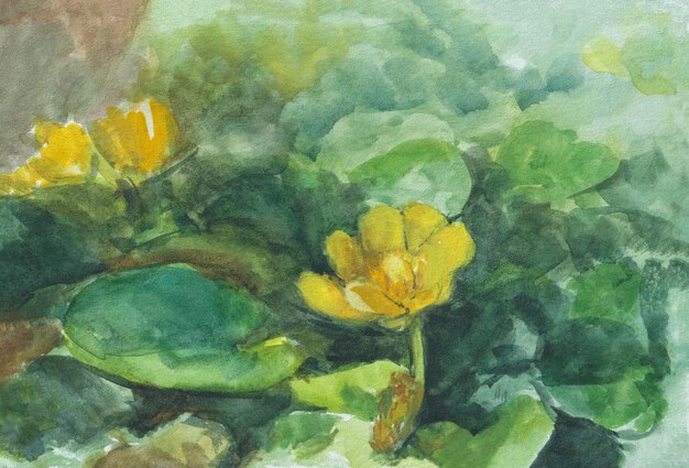 Trollius peinture aquarelle