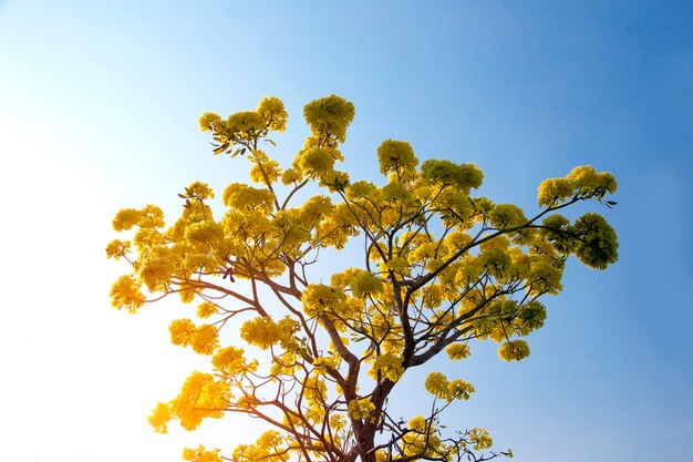 Trompette argentée, Arbre d&#39;or, Trompette argent paraguayenne