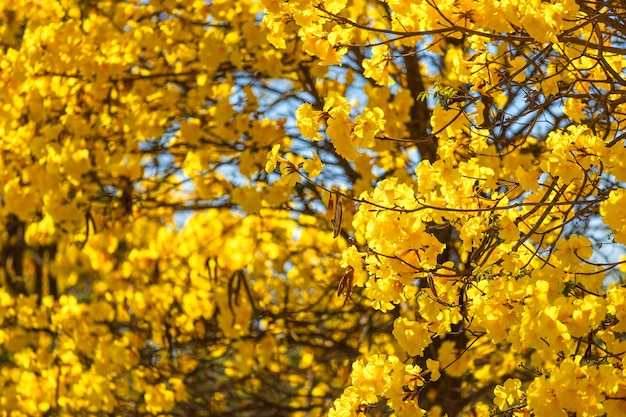 Trompette doré au parc