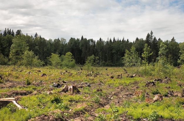 Tronc après la déforestation