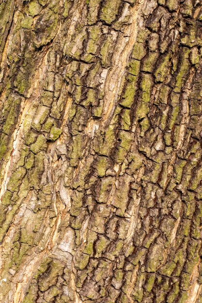 Tronc d'arbre âgé avec écorce robuste gros plan