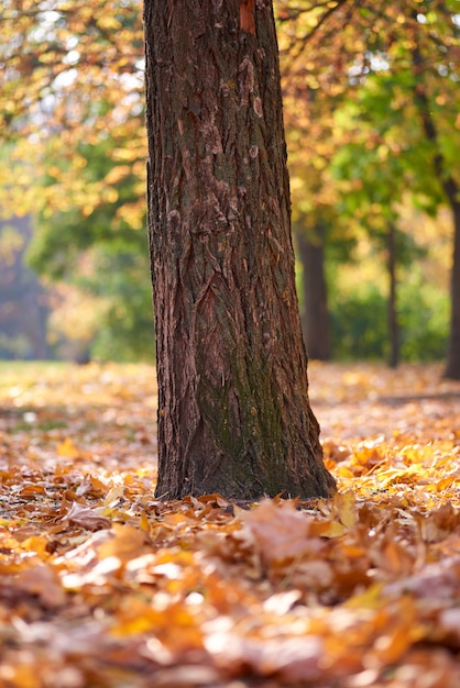 Tronc d'arbre au milieu d'un parc d'automne dans l'après-midi