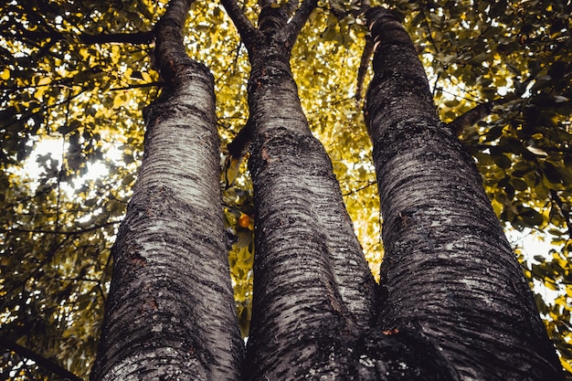 Tronc d'arbre de bas en haut