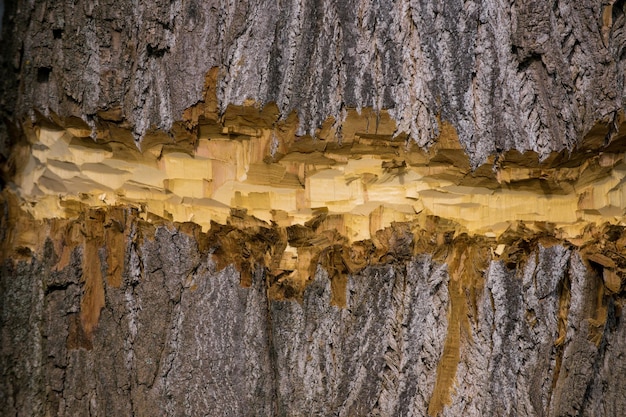 Tronc d'arbre en bois