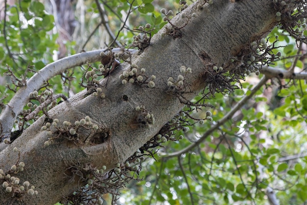 Tronc d'arbre avec des brindilles et des pousses germées