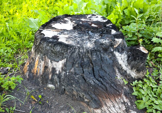 Tronc d'arbre brûlé. Risque d'incendie. Désastre écologique. Changements dangereux de l'environnement.