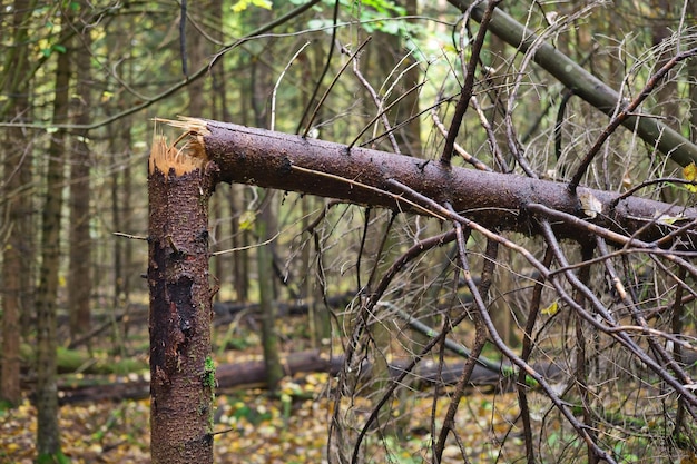 Tronc d'arbre cassé dans la forêt Pin tombé