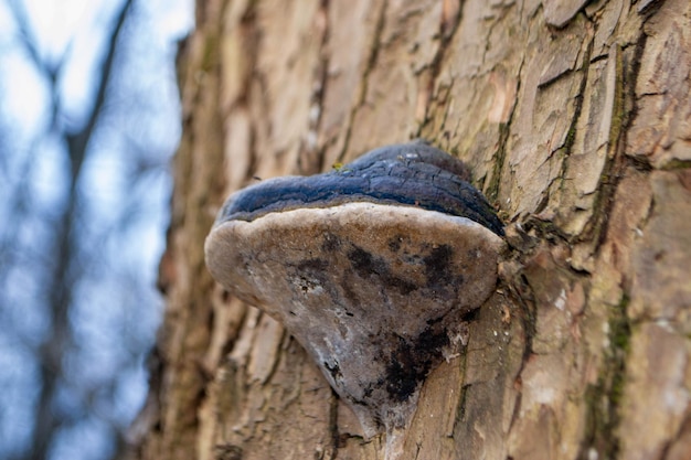 Photo un tronc d'arbre avec un champignon dessus un champignon est assis sur un tronc dans les bois photo de haute qualité