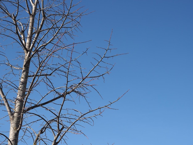 Tronc d'arbre sur ciel bleu