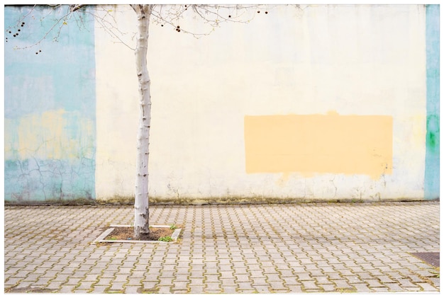 Photo tronc d'arbre contre le mur