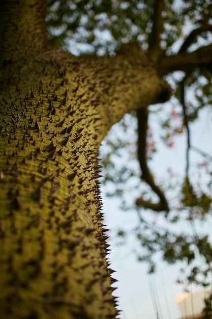 Tronc d'arbre Écorce d'arbre épineux