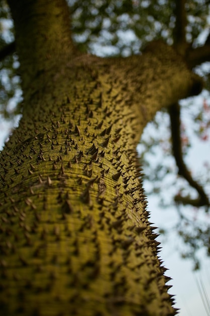 Tronc d'arbre Écorce d'arbre épineux