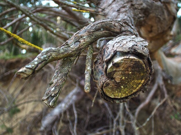 Tronc d'arbre coupé abstrait avec des lichens