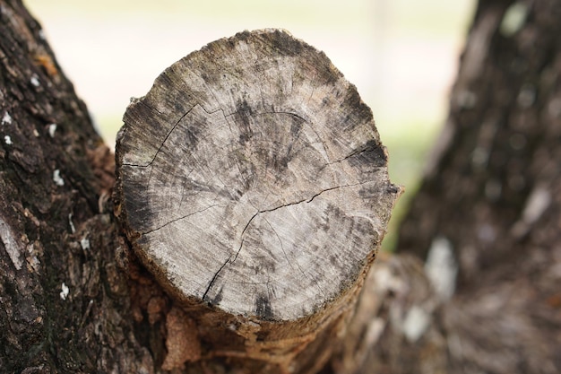 Tronc d'arbre coupé dans les bois