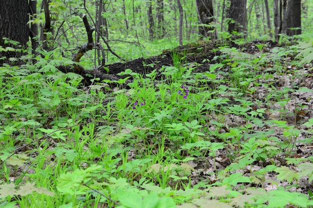tronc d'arbre dans la forêt avec des feuilles vertes au sol