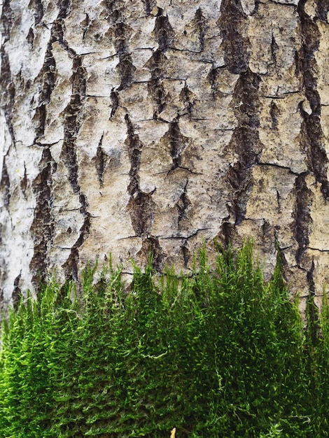 Le tronc d'un arbre dans la forêt La mousse pousse sur l'écorce d'un arbre