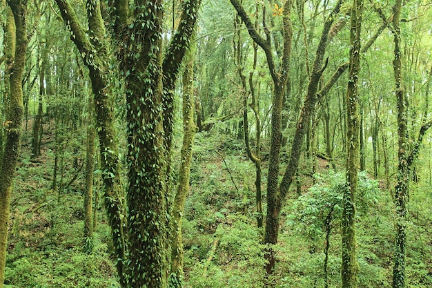 Tronc d&#39;arbre dans la forêt tropicale