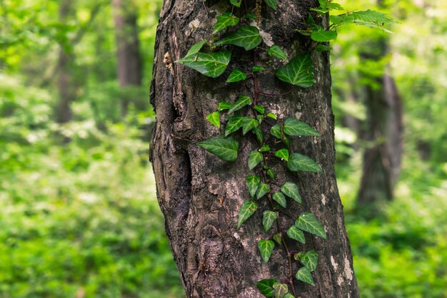 Tronc d'arbre dans une forêt verte