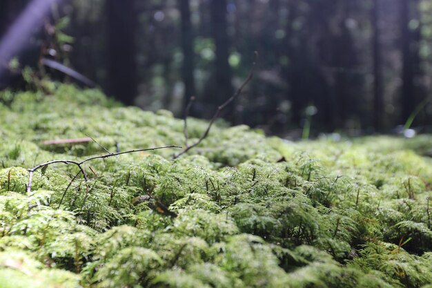 Photo tronc d'arbre dans la forêt